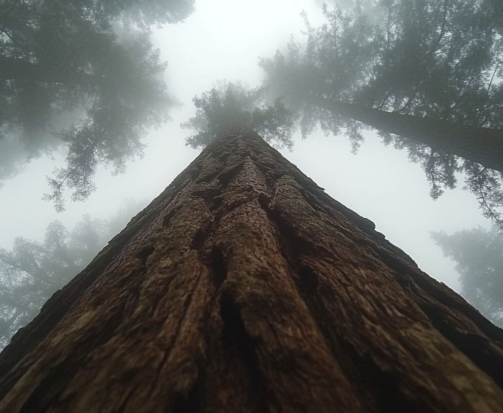 StockCake-Misty-forest-giant_1738485065-v2